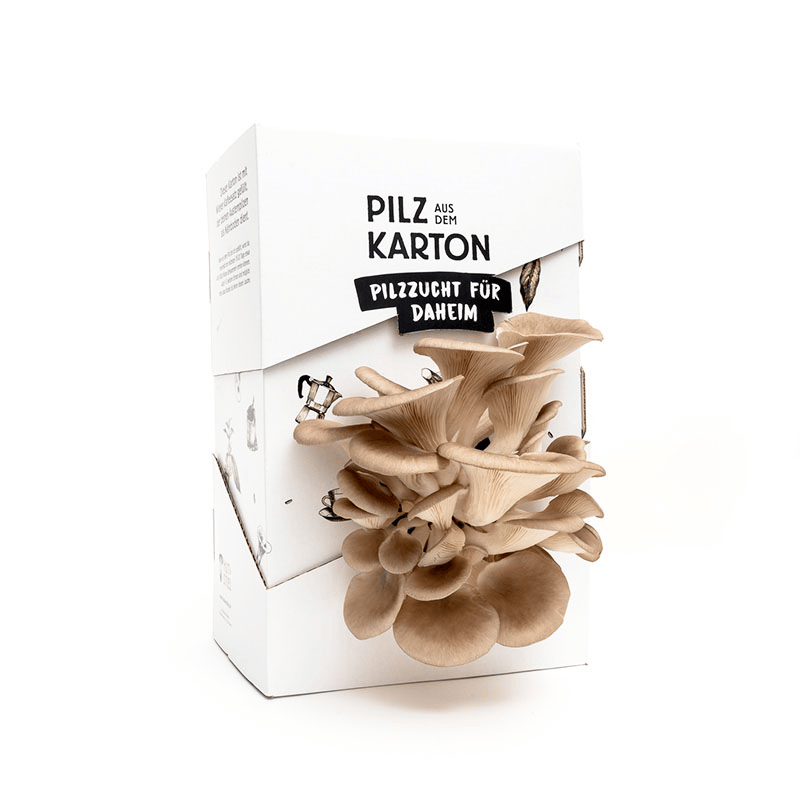 Pilz aus dem Karton